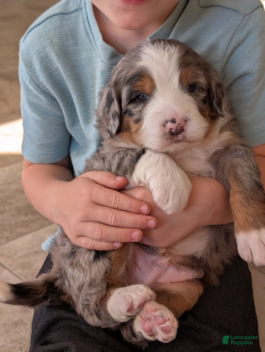 Mini Bernedoodle dogs for sale: Mini Bluey - Ad 8