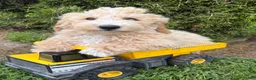 Bichpoo dogs for sale: Jace - Ad 1