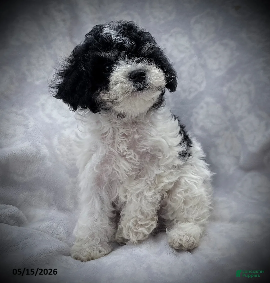 Maltipoo dogs for sale: Spot - Ad 2