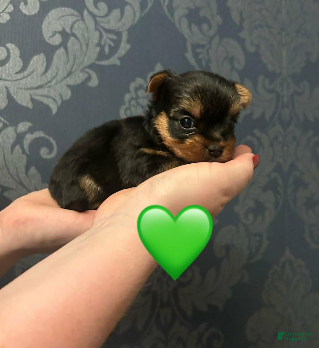 Yorkshire Terrier dogs Sara - Ad 10