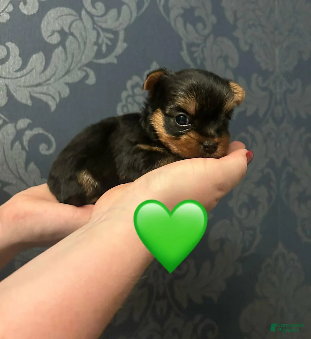 Yorkshire Terrier dogs for sale: Sara - Ad 1