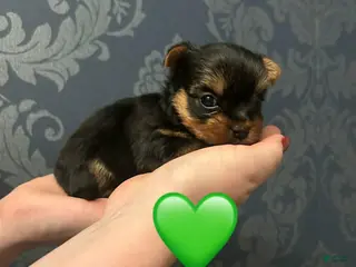 Yorkshire Terrier dogs Sara - Ad 10