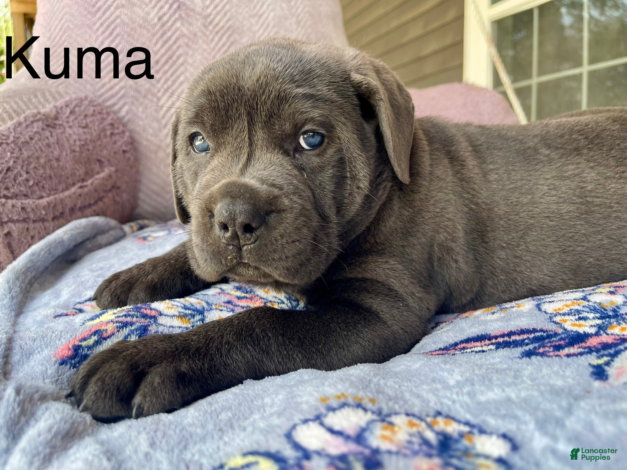 Cane Corso dogs Cane Corso kuma - Ad 18