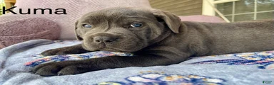 Cane Corso kuma