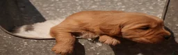 Golden Retriever dogs for sale: Ben - AKC, Genetically Clear - Ad 5