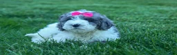 Cavapoo dogs for sale:  Gabby 🩷🐶 - Ad 17
