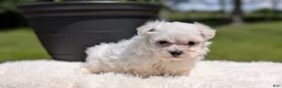 Maltese dogs for sale: Maddox - Ad 7