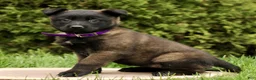 Belgian Malinois dogs for sale: Salome  - Ad 2