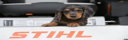 Miniature Dachshund dogs for sale: Buckley - Ad 5