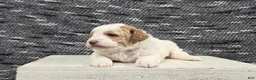 Miniature Poodle dogs for sale: Max - Ad 7