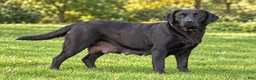 Labrador Retriever dogs for sale: Chelsea - Ad 5