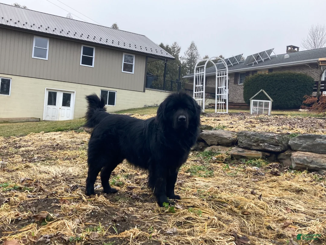 Newfoundland dogs for sale: Sarge - Ad 8
