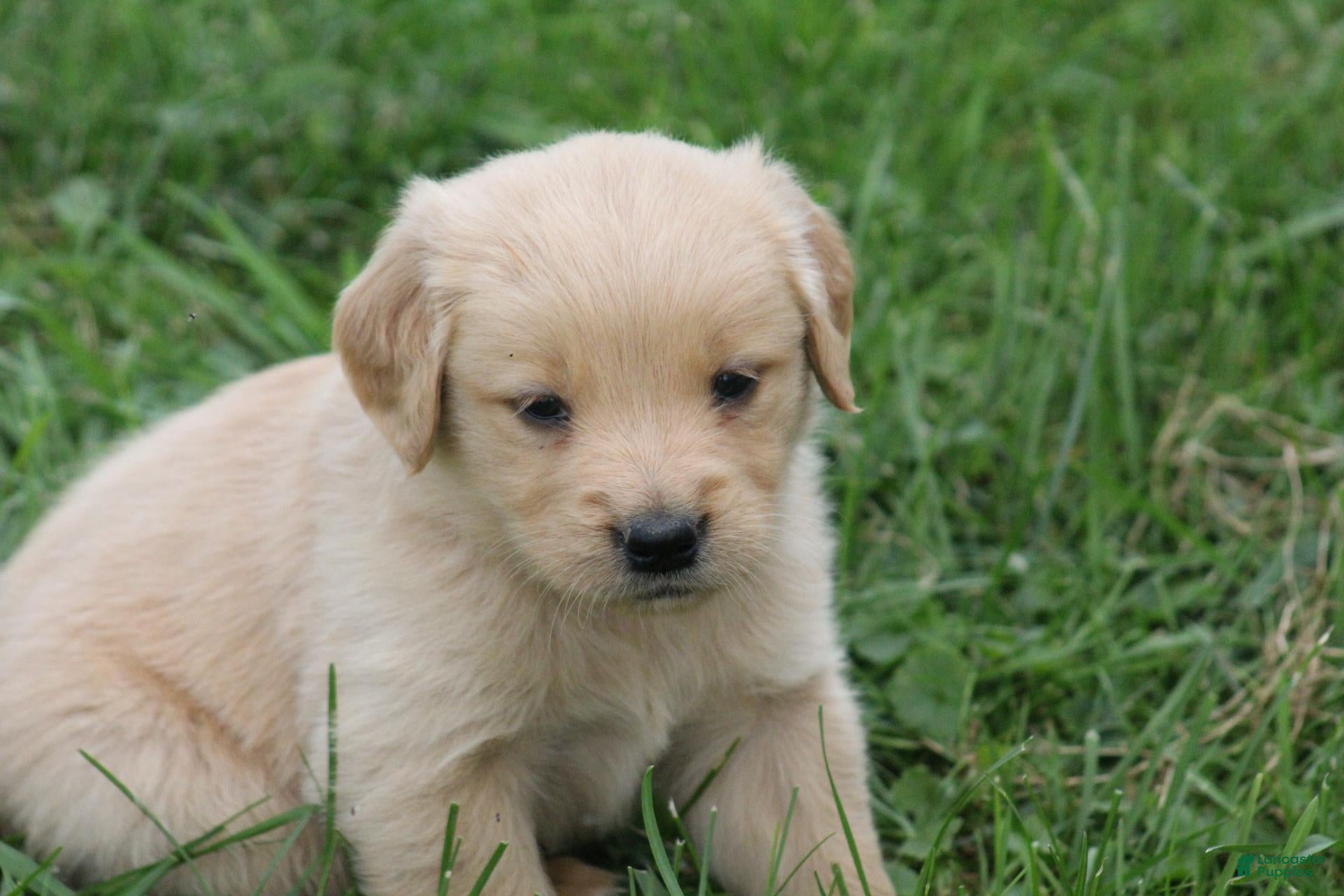 Golden Retriever dogs Daisy  - Ad 2