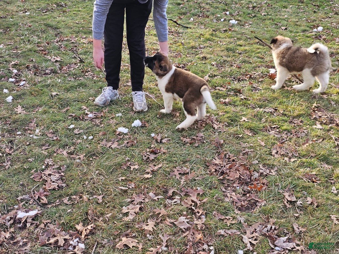 Akita dogs for sale: Troy - Ad 3