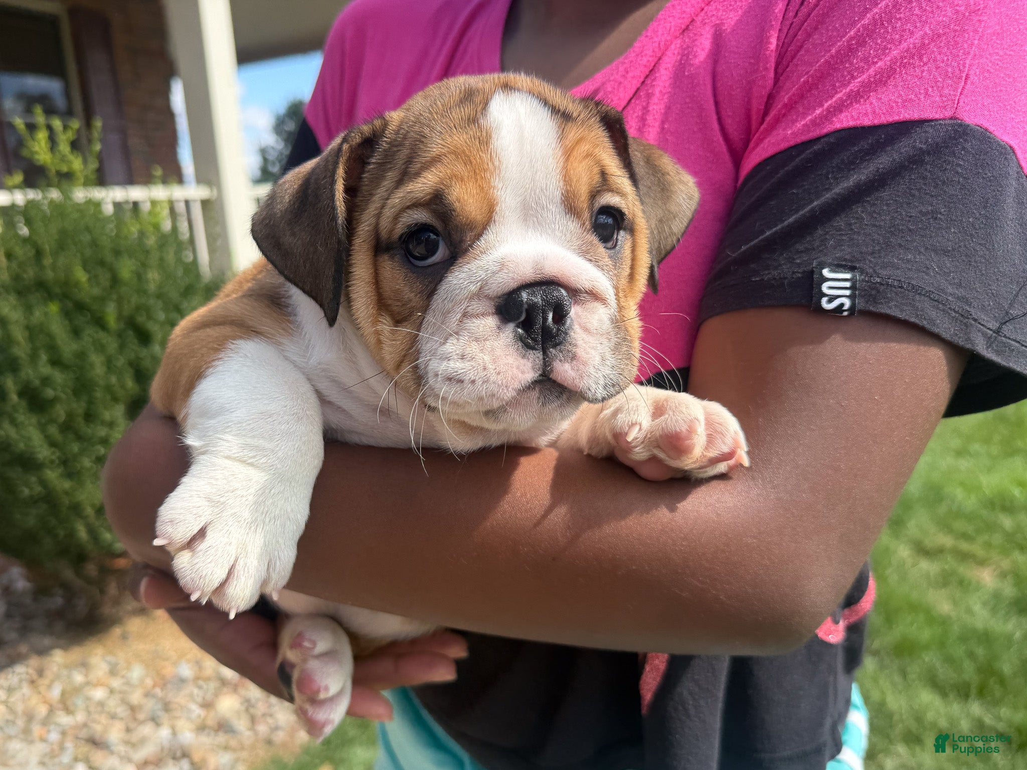 English Bulldog dogs Cookie - Ad 1