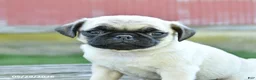 Pug dogs for sale: Luke - Ad 3