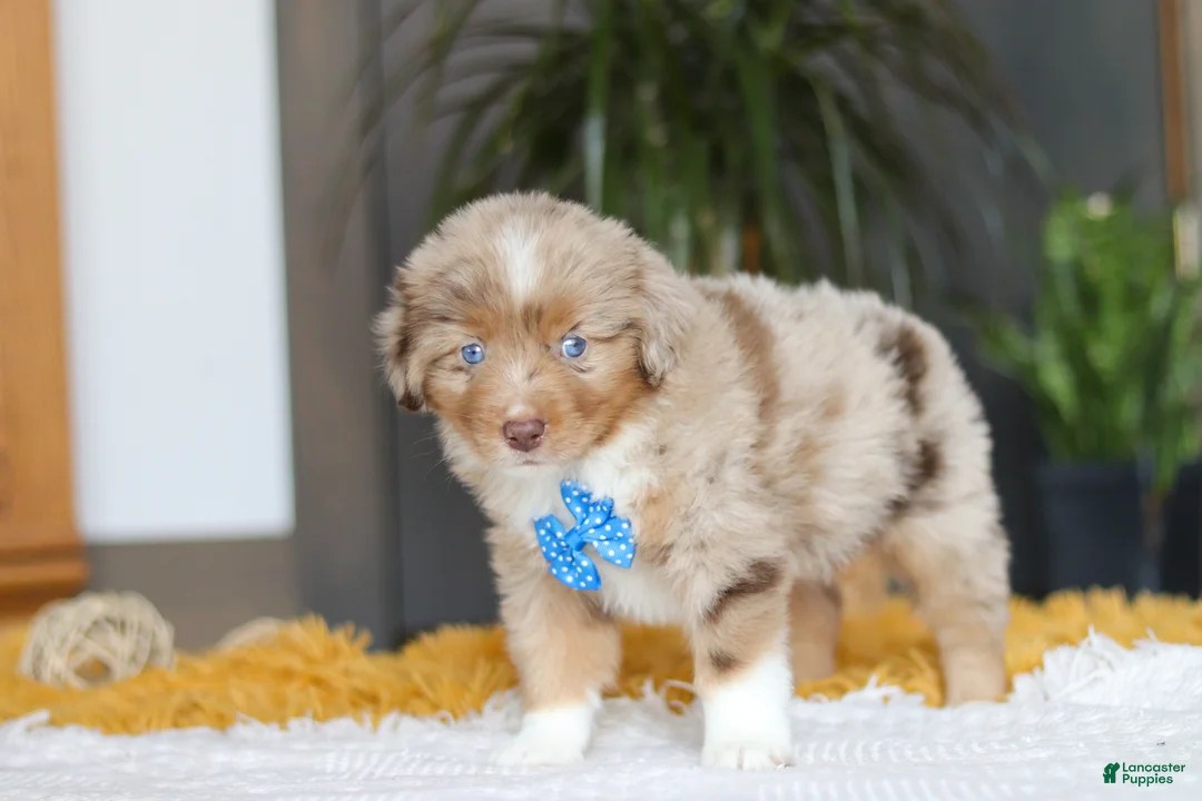 Australian Shepherd dogs for sale: Marlu - Ad 5