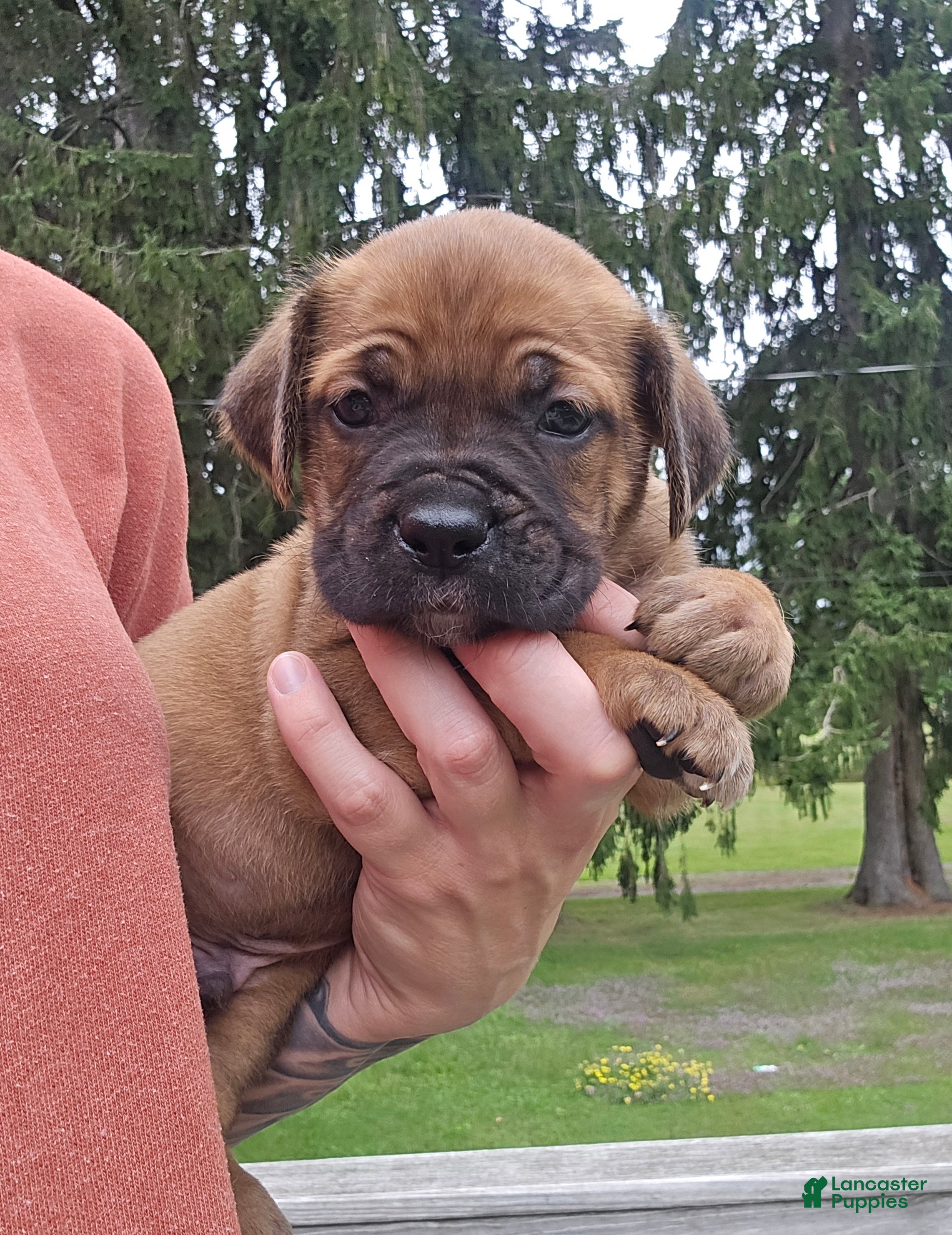 Cane Corso dogs AKC Valiente - Ad 3