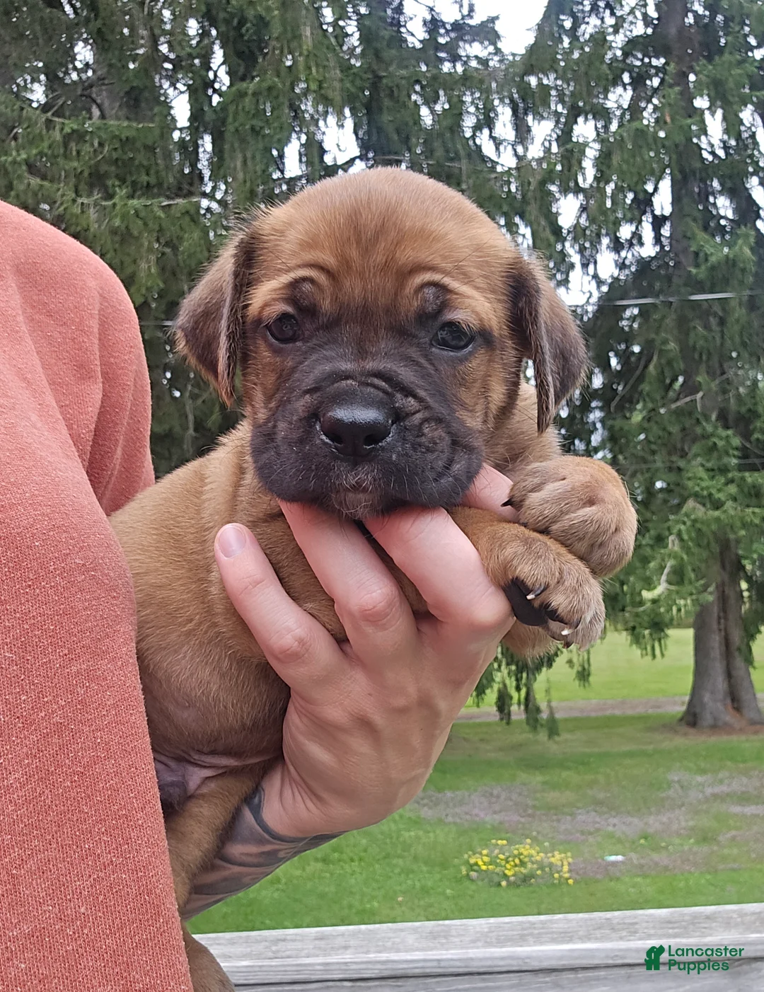 Cane Corso dogs for sale: AKC Valiente - Ad 1