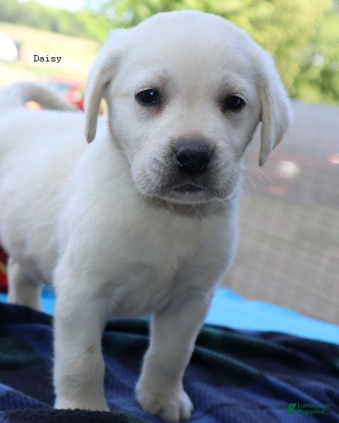 Labrador Retriever dogs Daisy - Champ lines - Ad 1