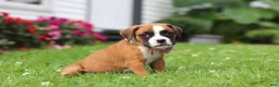 Boxer dogs for sale: Betty - Ad 8
