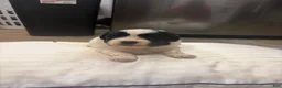 Mixed Breed dogs for sale: Coal - Ad 5