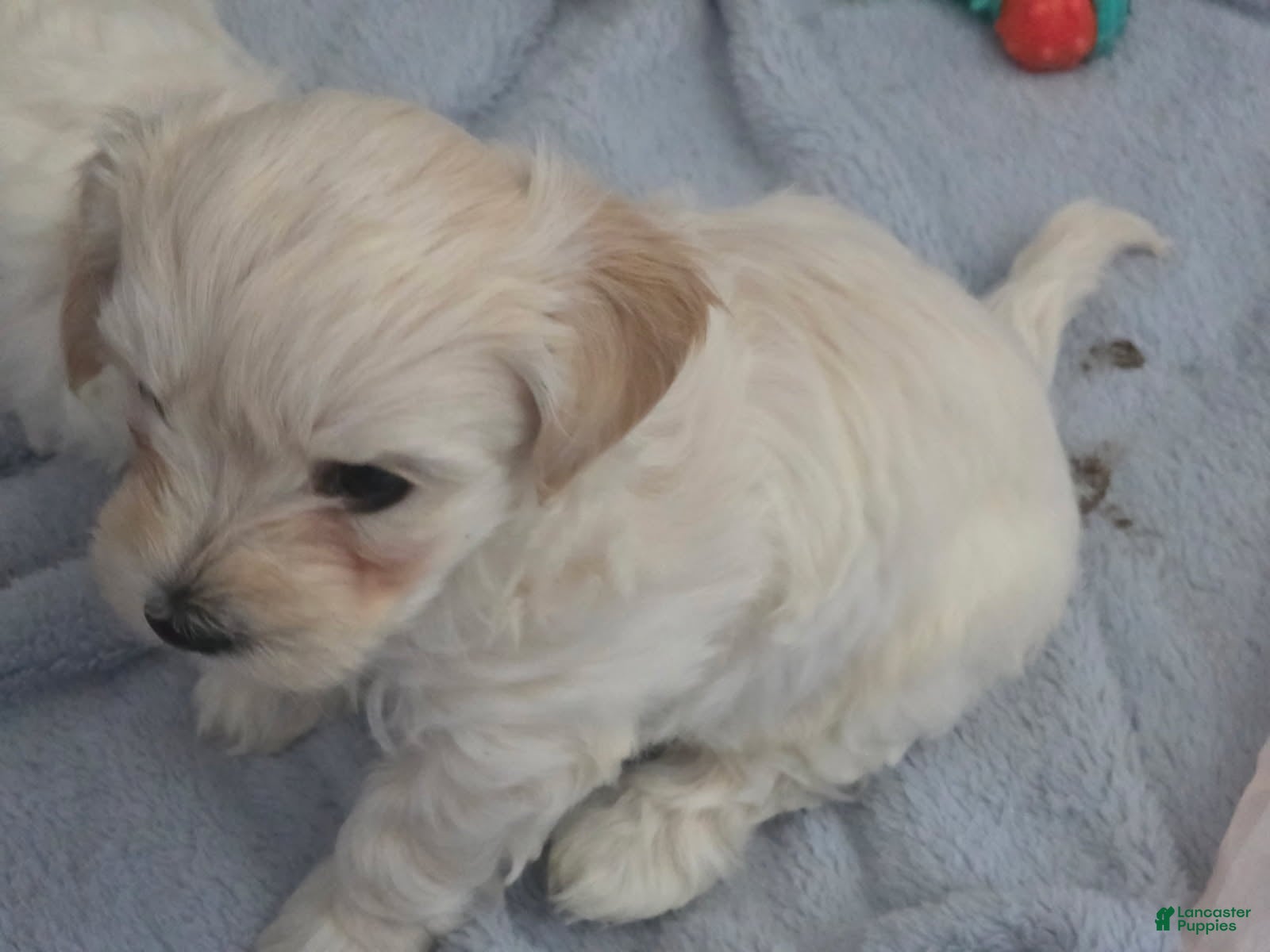 Morkie dogs Bubba - Ad 1