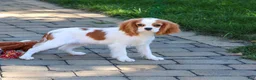 Cavalier King Charles Spaniel dogs for sale: Khalil - Ad 3