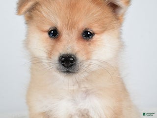 Pomeranian dogs - Ad 32