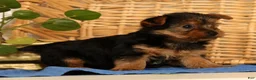 Yorkshire Terrier dogs for sale: Vicki - Ad 3