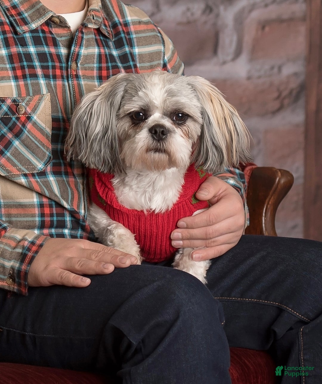 Gallery Image {{count}}