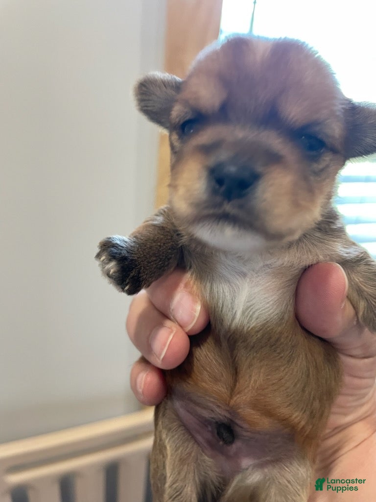 Yorkshire Terrier dogs Boy 3 - Ad 41