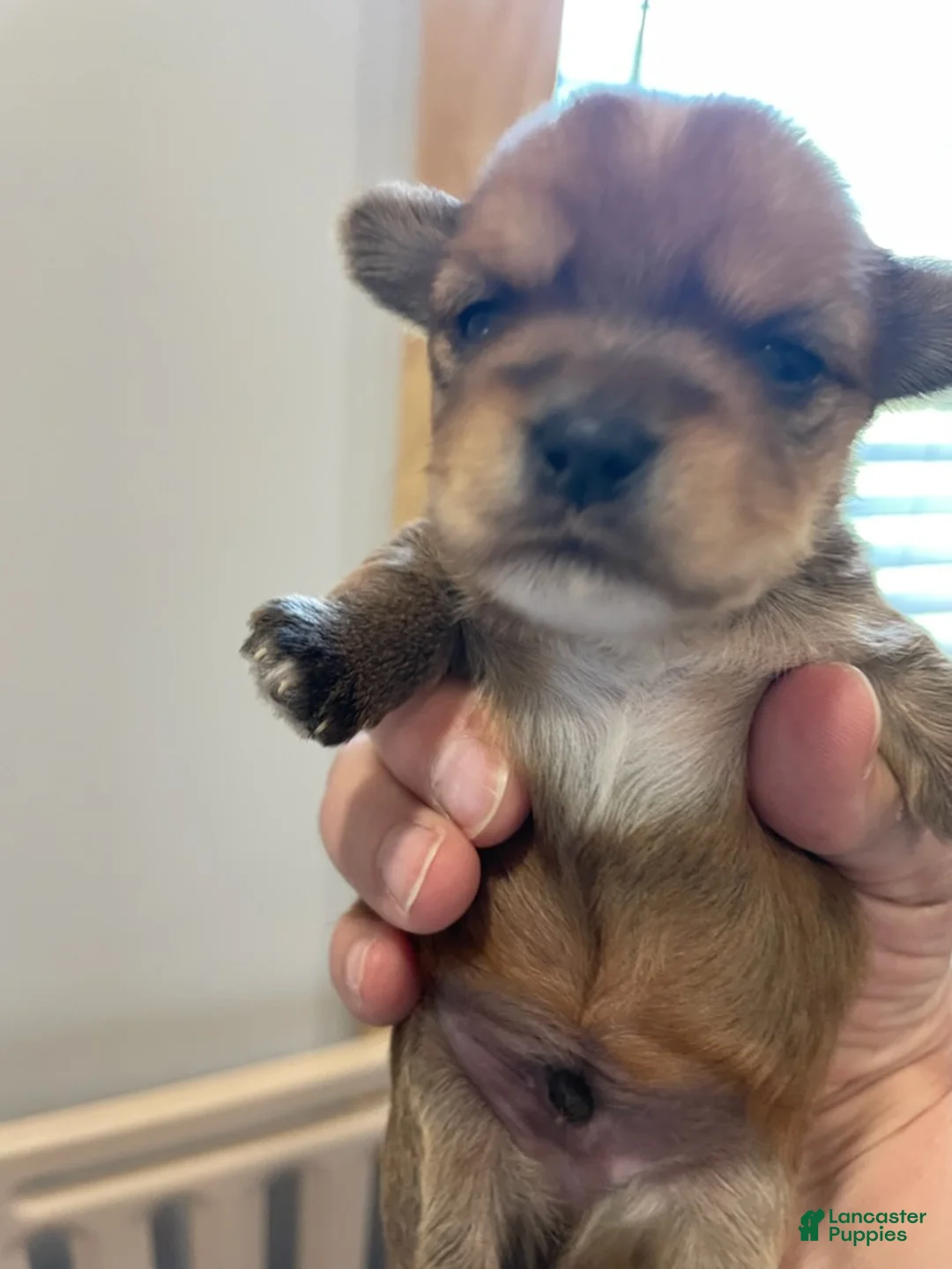 Yorkshire Terrier dogs for sale: Boy 3 - Ad 1