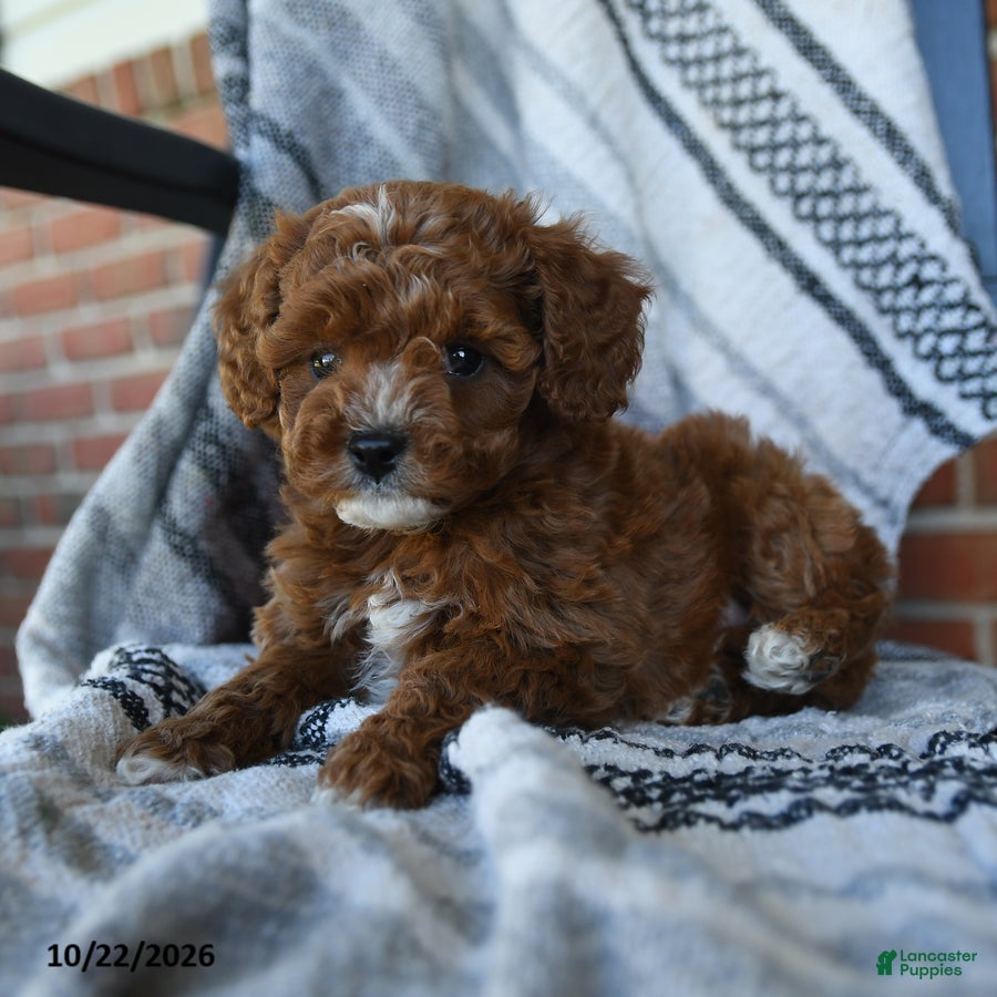 Cavapoo dogs Starlight - Ad 2