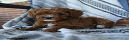 Cavapoo dogs for sale: Starlight - Ad 2