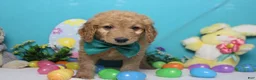 Goldendoodle dogs for sale: Dew - Ad 4