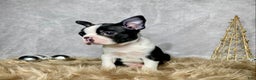 Boston Terrier dogs for sale: Jasper - Ad 3