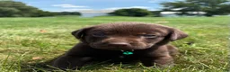 Labrador Retriever dogs for sale: Mable - Ad 5