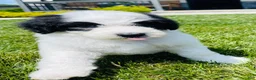 Sheepadoodle dogs for sale: Cookie  - Ad 4