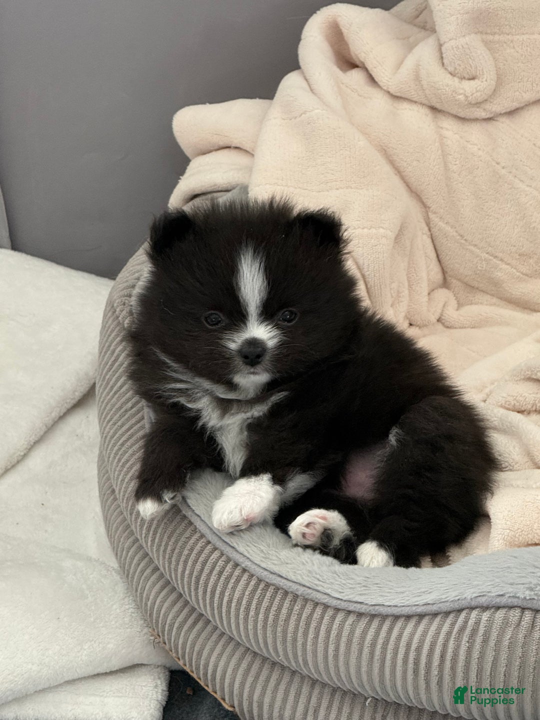 Pomeranian dogs for sale: Pomeranian Puppy 1 - Ad 2