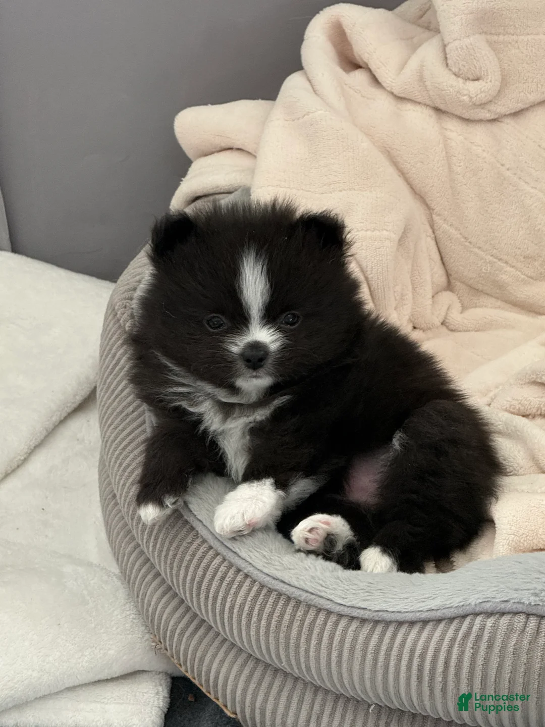 Pomeranian dogs for sale: Pomeranian Puppy 1 - Ad 2