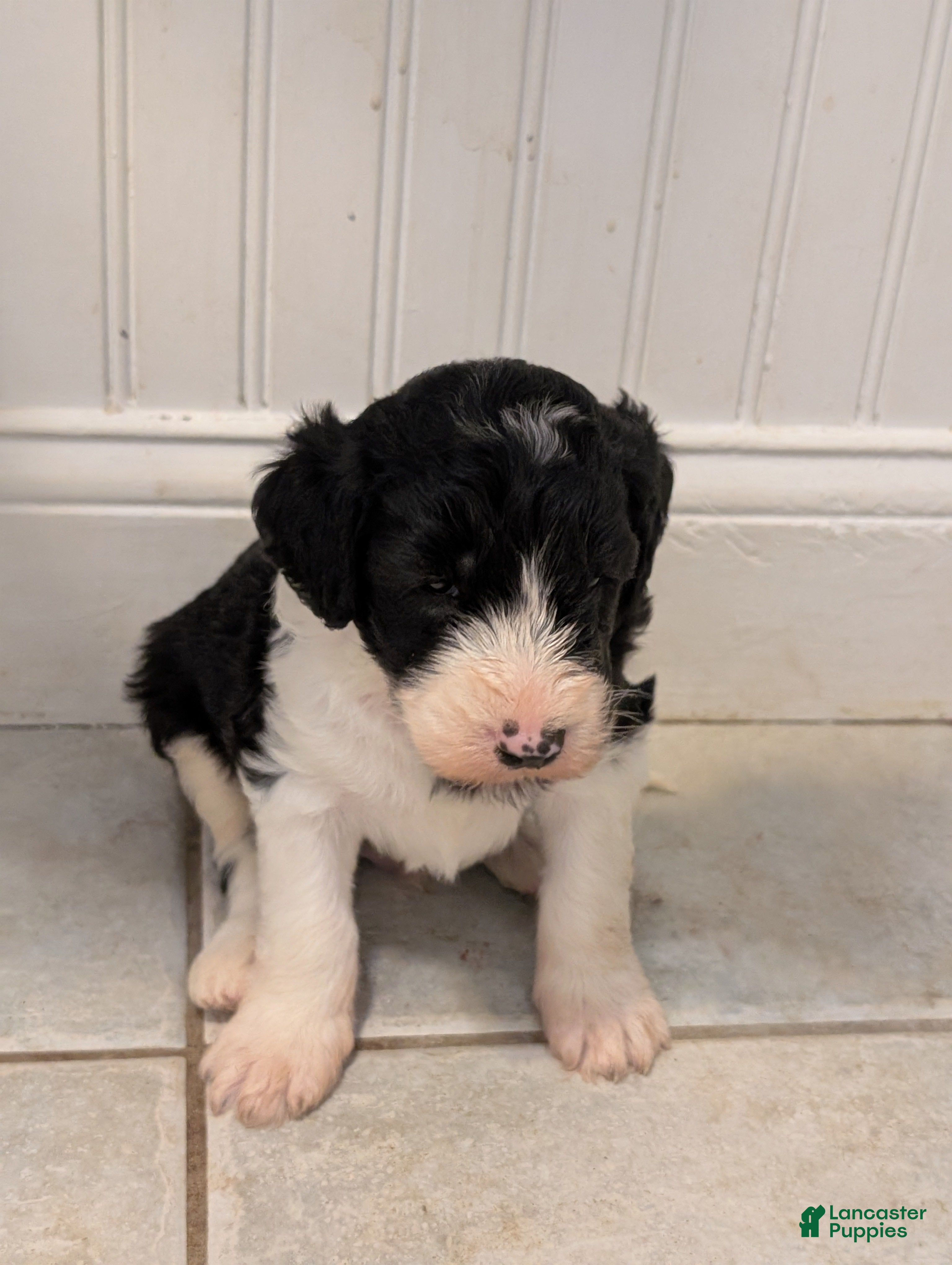Sheepadoodle dogs Sheepadoodle Puppy 2 - Ad 4