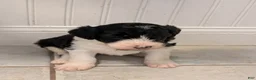 Sheepadoodle dogs for sale: Sheepadoodle Puppy 2 - Ad 2