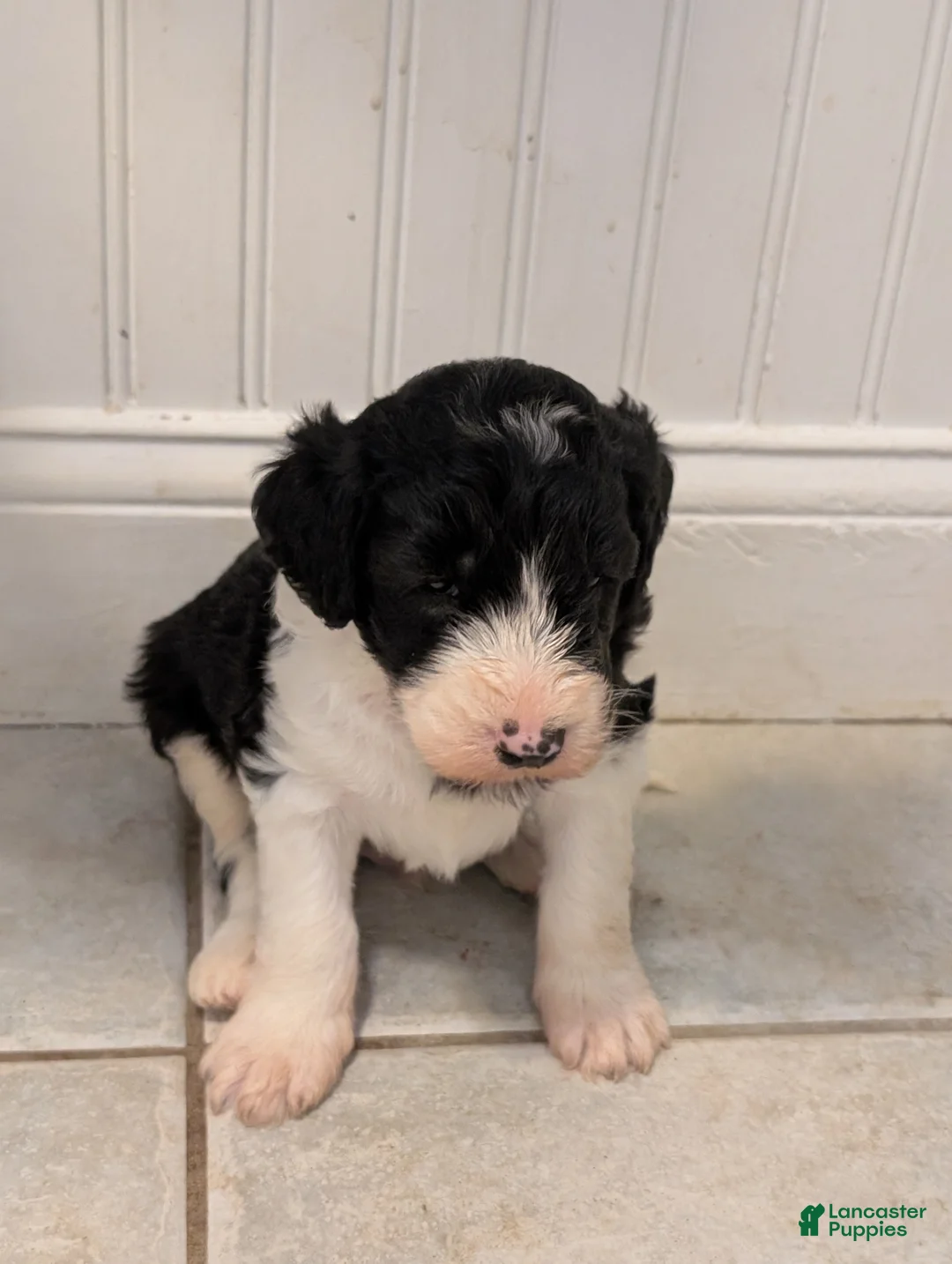 Sheepadoodle dogs for sale: Sheepadoodle Puppy 2 - Ad 2