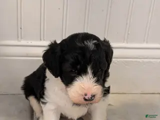 Sheepadoodle dogs Sheepadoodle Puppy 2 - Ad 5