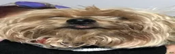 Mixed Breed dogs for sale: Gordo - Ad 2