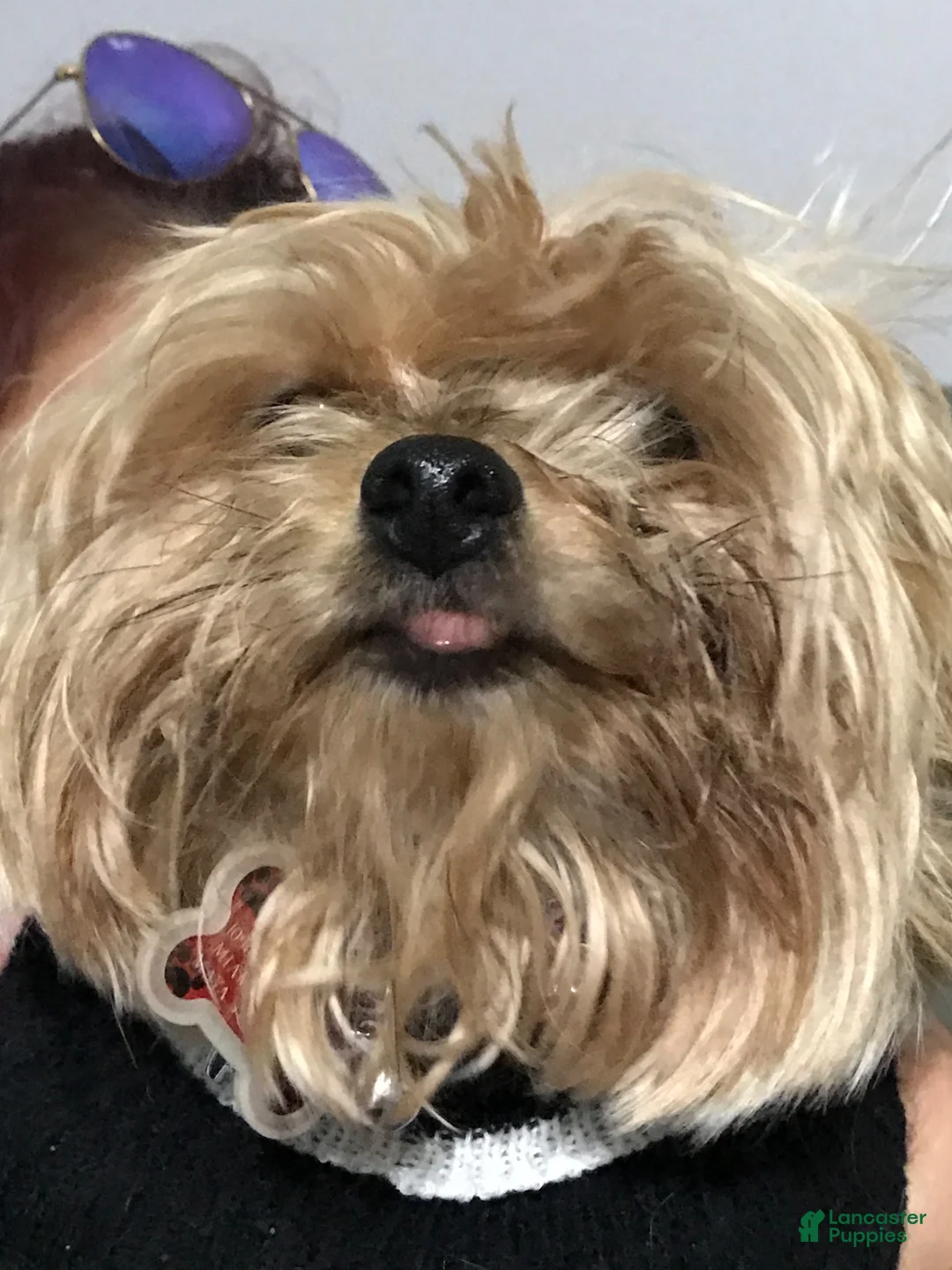 Mixed Breed dogs for sale: Gordo - Ad 2
