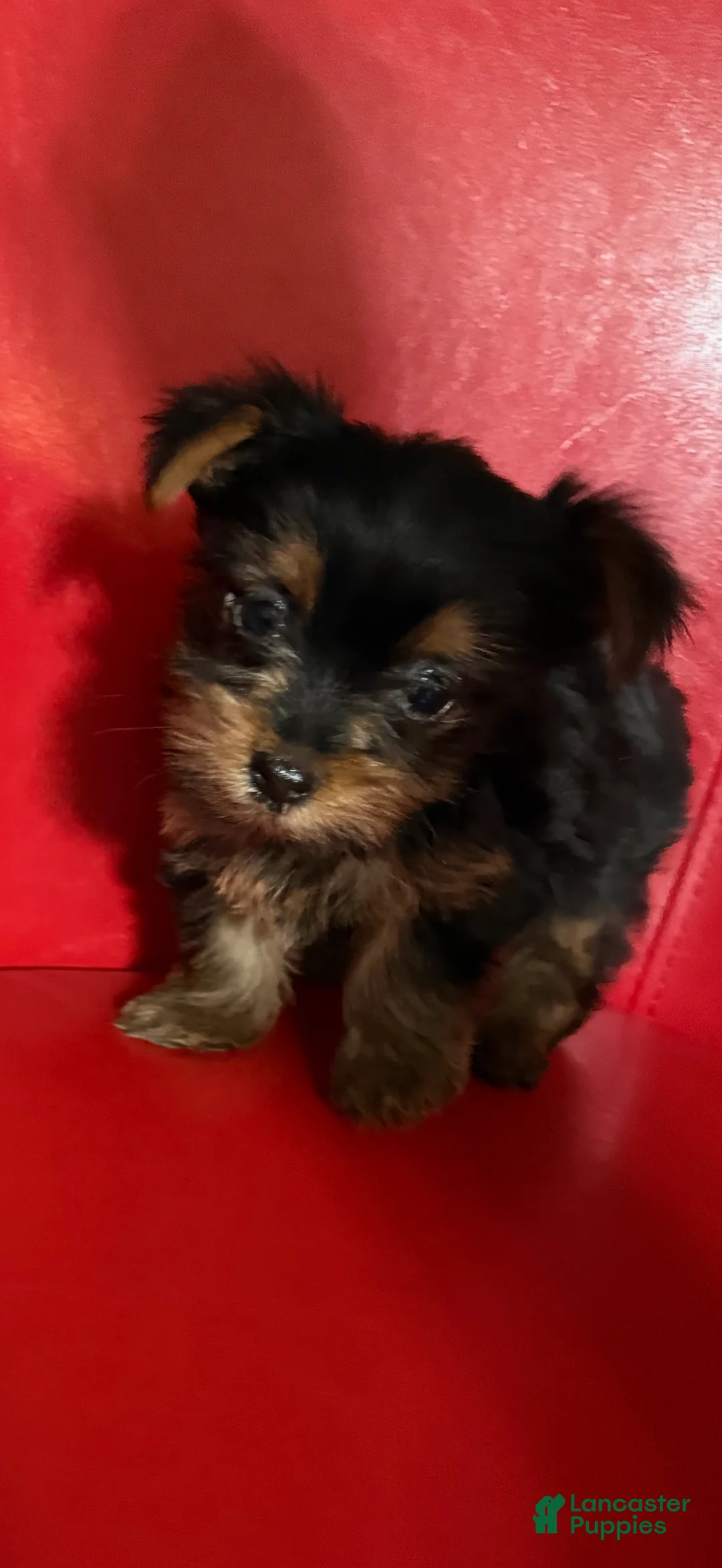 Yorkshire Terrier dogs for sale: Mini Tyson - Ad 2