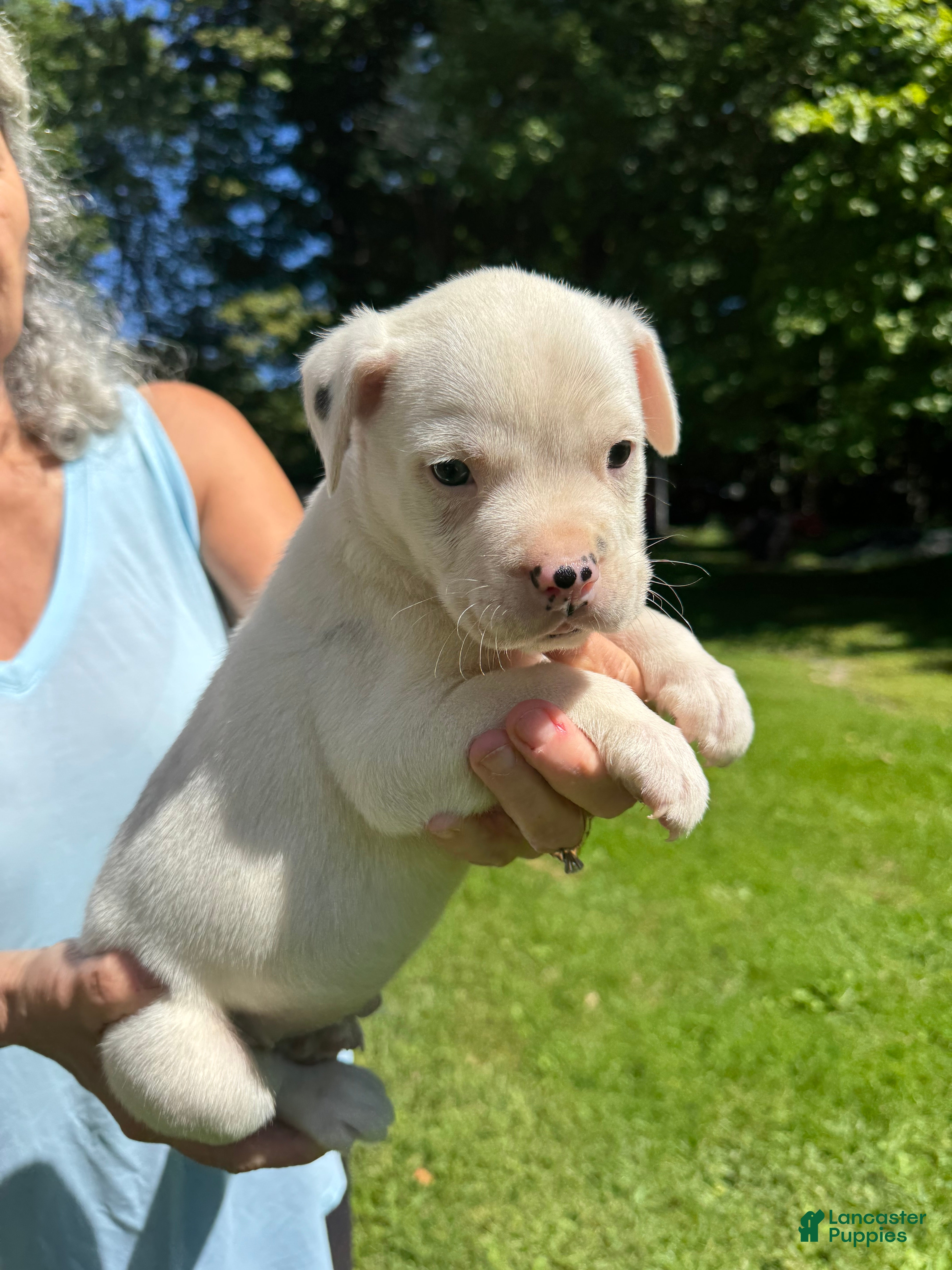American Bulldog dogs Male 4 - Ad 2