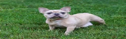 French Bulldog dogs for sale: Felix - Ad 8